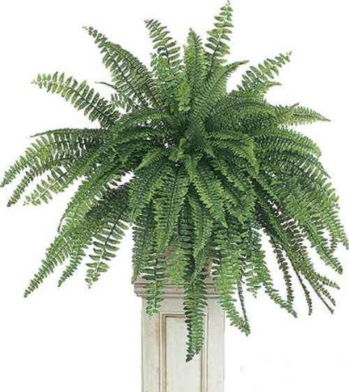 PM2.5 花卉 波士頓蕨