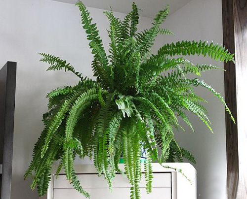 PM2.5 花卉 波士頓蕨