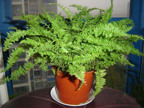 PM2.5 花卉 波士頓蕨