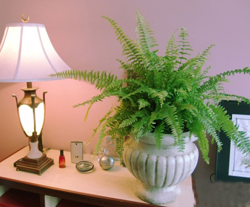 PM2.5 花卉 波士頓蕨