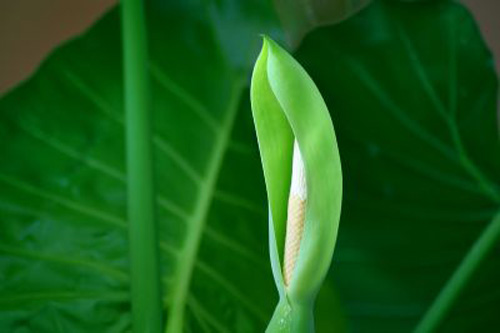 PM2.5  花卉 滴水觀音