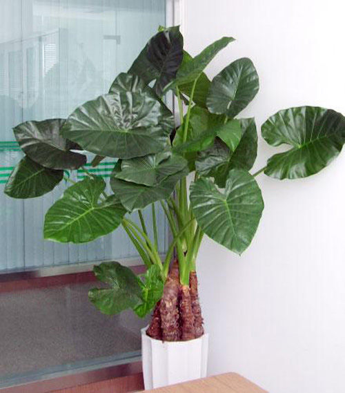 PM2.5 花卉 滴水觀音