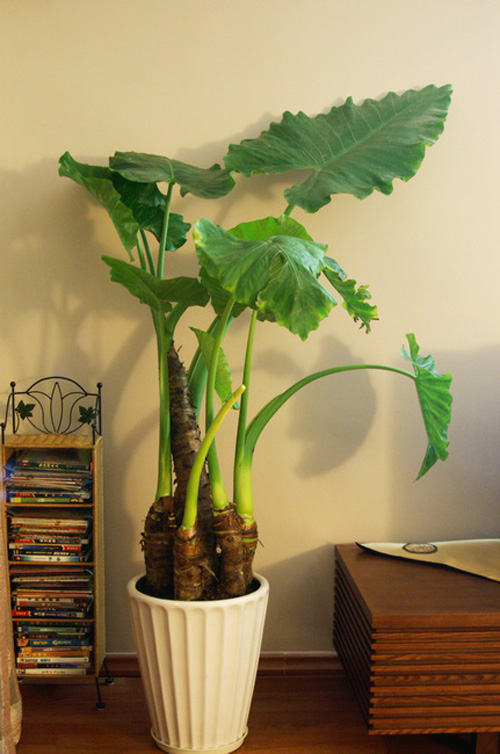 PM2.5 花卉 滴水觀音