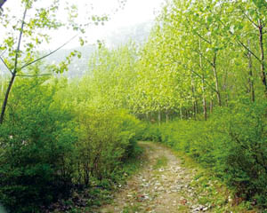 修復(fù)后的宕口生態(tài)