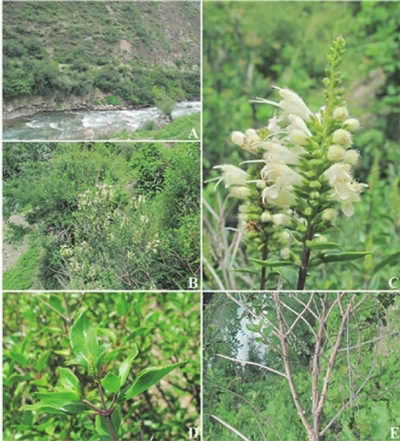 中國科學院提供