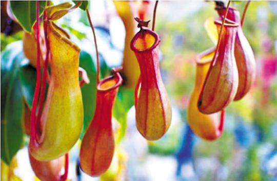 植物 豬籠草 茅膏菜