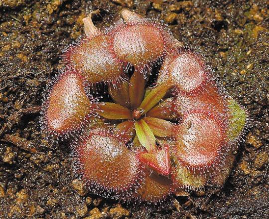 植物 豬籠草 茅膏菜