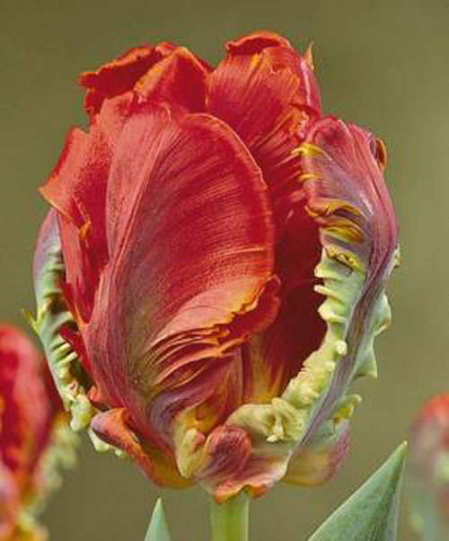 郁金香 鸚鵡 花卉