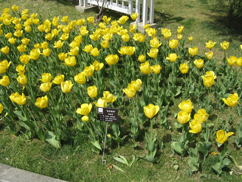 郁金香 達爾文 花卉