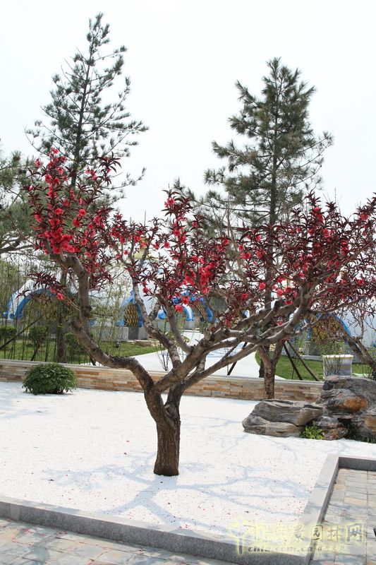 常德園 園博會 效果圖 設計元素