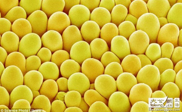 顯微鏡下的鮮花