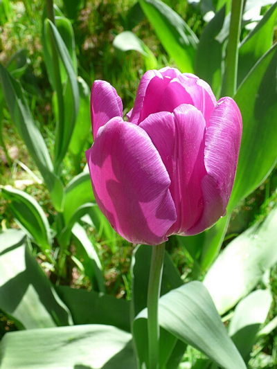 郁金香 單瓣型 花卉