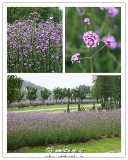 花卉 辰山植物園