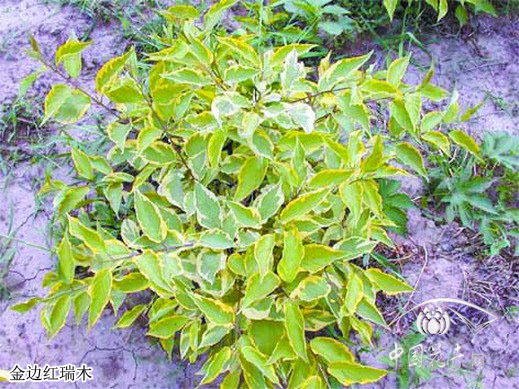 金邊紅瑞木