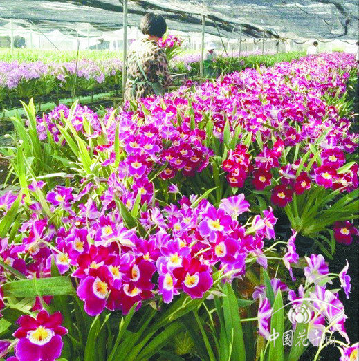 米爾特蘭 花卉 市場