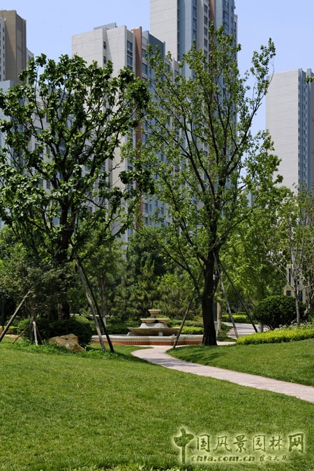 天開園林 魯能領秀城 景觀工程