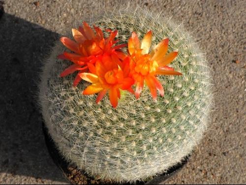雪光的介紹與養護要點