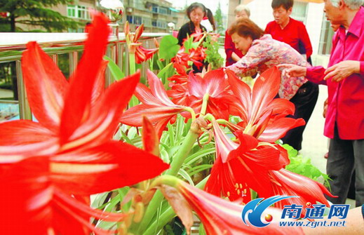 江蘇 植物 養護