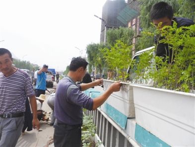 內蒙古 植物 綠化