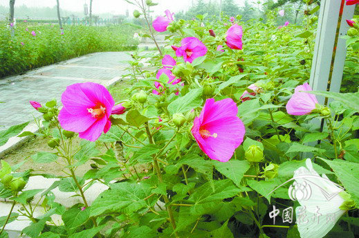 芙蓉 鄭州 綠化