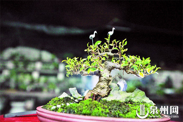 央視 園林 盆景
