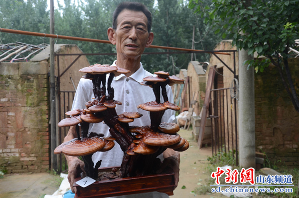 寧陽鶴山鄉民間藝人崔文彥20年研究傳承“靈芝盆景”手藝
