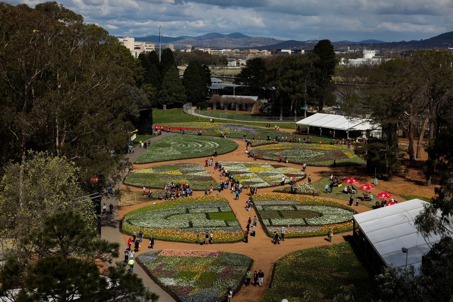 澳大利亞堪培拉花卉節 花卉節 球莖花朵