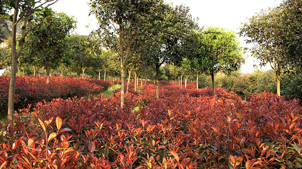 高縣慶嶺鄉花卉基地