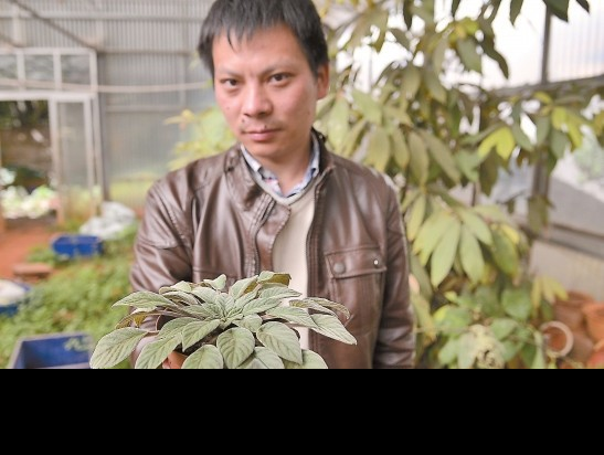 植物新物種黑眼石蝴蝶