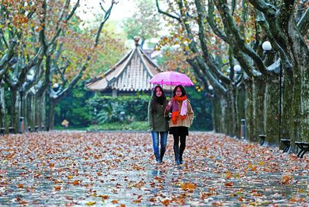 在許多街頭,梧桐樹葉紛紛落地,市民們打著雨傘行走在街頭 殷立勤 攝