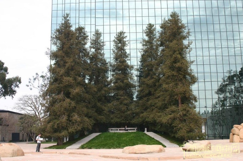 加州劇本 森林步道