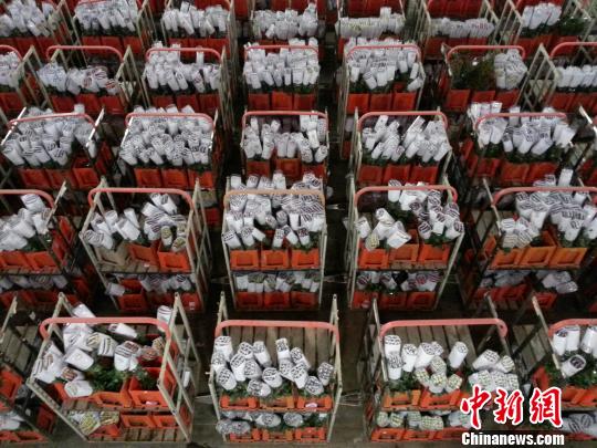 昆明 花卉 花卉拍賣