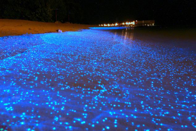 馬爾代夫海灘發光浮游植物造奇景