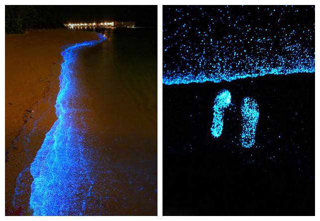 馬爾代夫海灘發光浮游植物造奇景