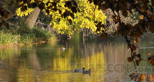 華盛頓公園內的大雁湖