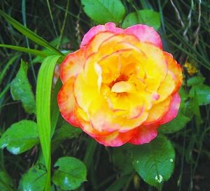 月季新品種“哈雷彗星”。