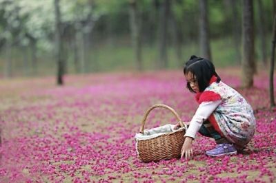 森林公園里,櫻花飛落滿地,如錦似緞