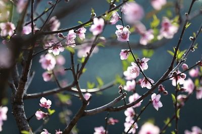 今年森林公園里的桃花比往年開得早