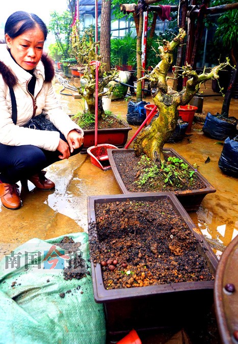 花卉市場頻頻遭竊