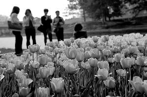 中山公園 郁金香 郁金香花展 植物造景