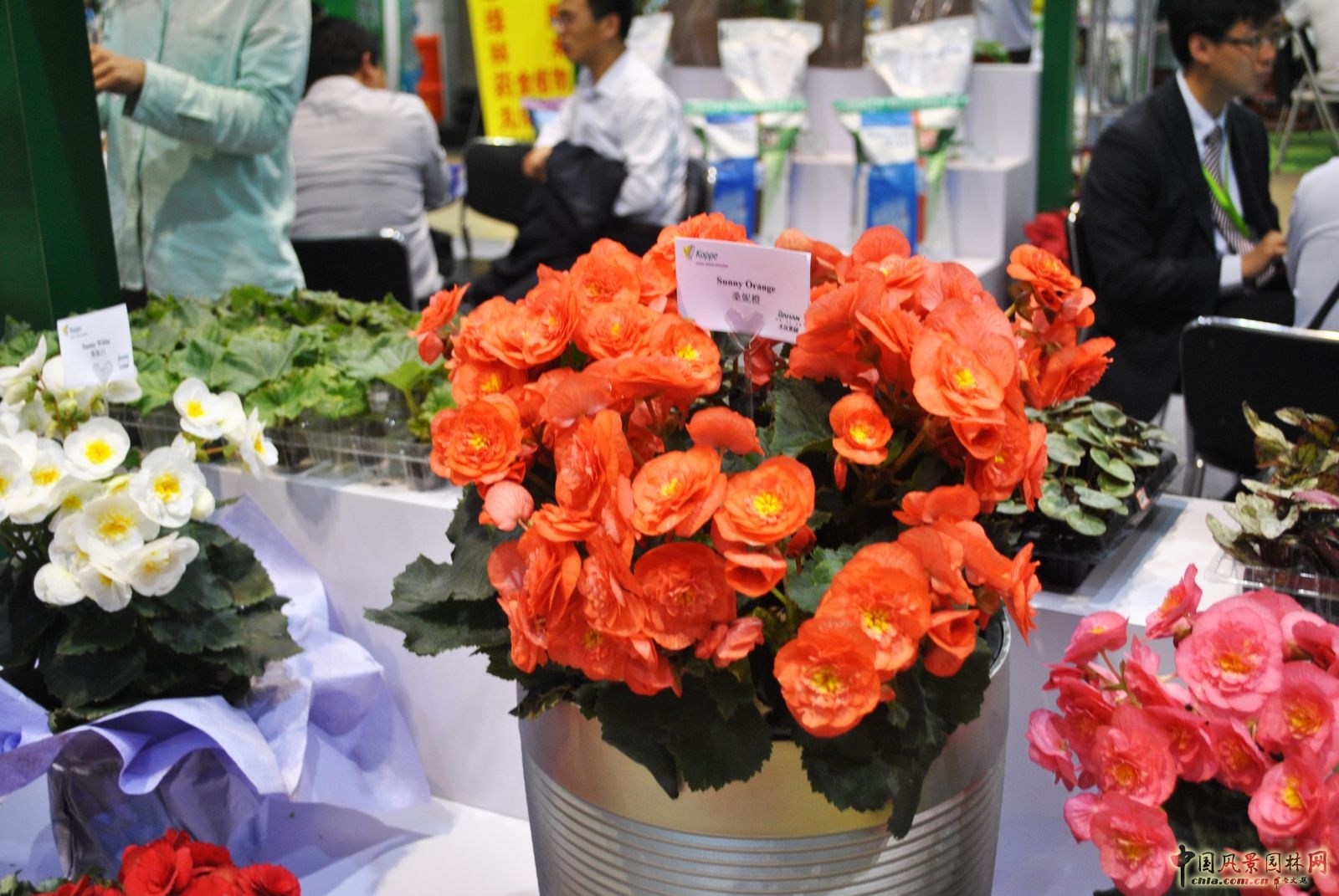 第十六屆中國(guó)國(guó)際花卉園藝展覽