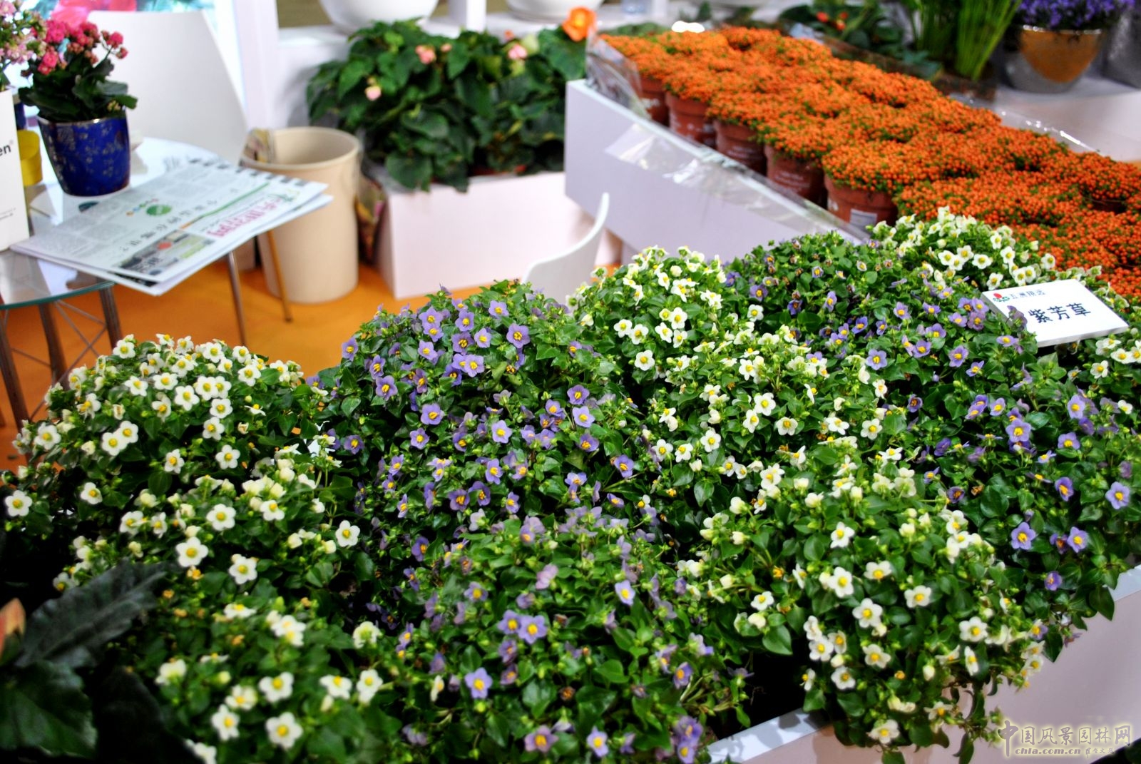 第十六屆中國(guó)國(guó)際花卉園藝展覽