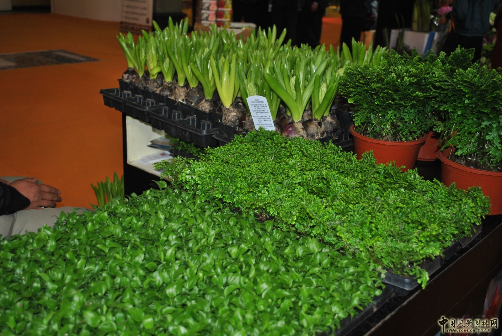 第十六屆中國(guó)國(guó)際花卉園藝展覽