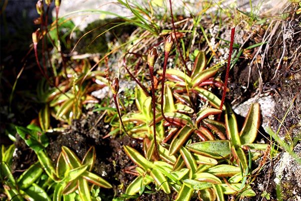 秦嶺食“肉”植物—高山捕蟲堇