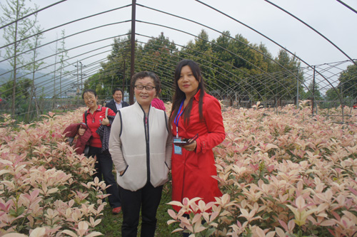 海博園林 易春梅 園林彩植