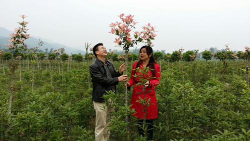 海博園林 易春梅 園林彩植
