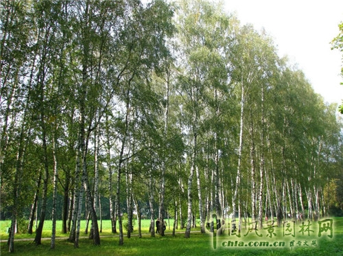 雅斯納亞?波良納