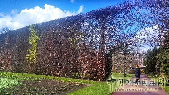 莫斯科總植物園