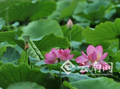 昆明：大觀公園