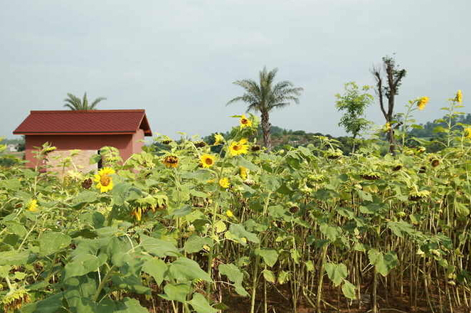 吳圩鎮(zhèn)臺灣花卉產(chǎn)業(yè)園300畝向日葵迎客